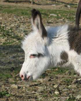 Critter Haven Farm Miniature Donkeys